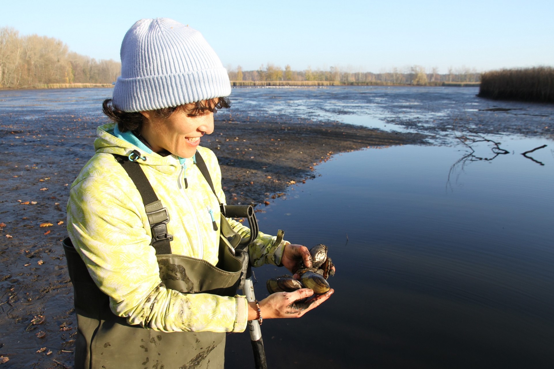 Eine Projektmitarbeiterin mit Wathose hält im Teichschlamm gefundene Muscheln in den Händen.